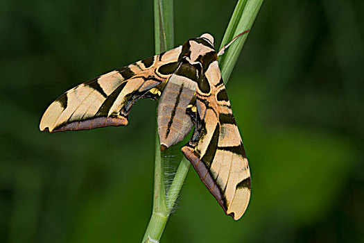 蛾子,植物,国家公园,马达加斯加,非洲