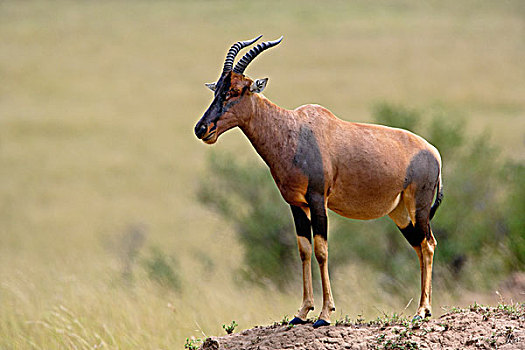白蚁窝,马塞马拉野生动物保护区,肯尼亚