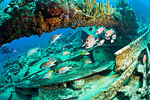 鱼群,鳂,残骸,蒸汽,帆船,飓风,1867年,海岸,盐,岛屿,靠近,托托拉岛,英属维京群岛,加勒比