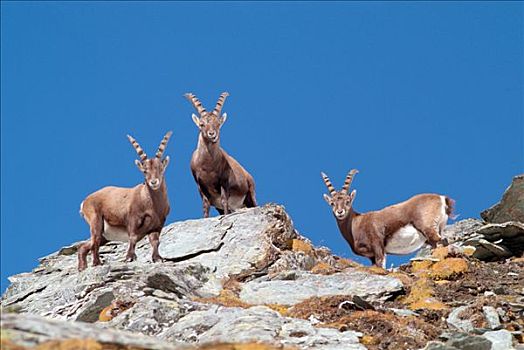 雄性,高山,野生山羊,羱羊,上陶恩山国家公园,卡林西亚,奥地利,欧洲