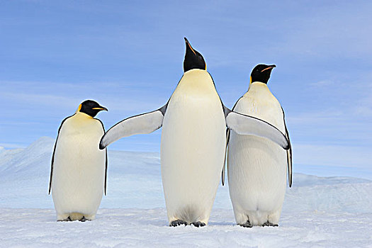 三个,成年,帝企鹅,雪丘岛,南极半岛,南极