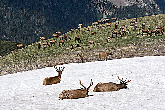 麋鹿,鹿属,牧群,高山,落基山国家公园,科罗拉多,动物,雄性动物,雪中,凉,热,夏天,母牛,幼兽
