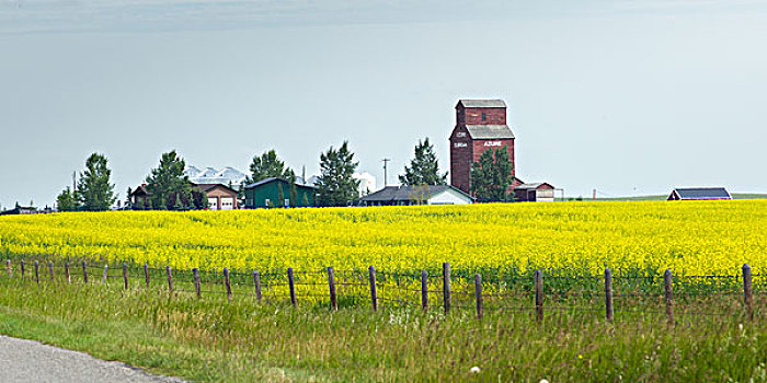 谷仓,地点,油菜,南方,艾伯塔省,加拿大