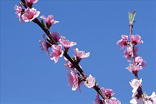 粉色,花,树上