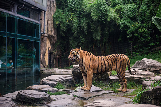 野生动物园里户外自由活动的东北老虎