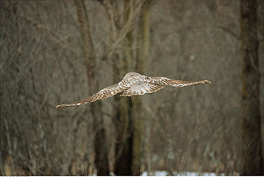 乌林鸮,飞行,安大略省,加拿大