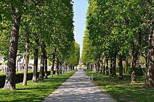 栗子树,道路,巴登符腾堡,德国