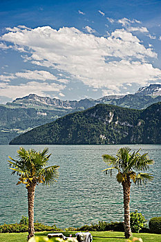 棕榈树,树,韦吉斯,琉森湖,瑞士,欧洲