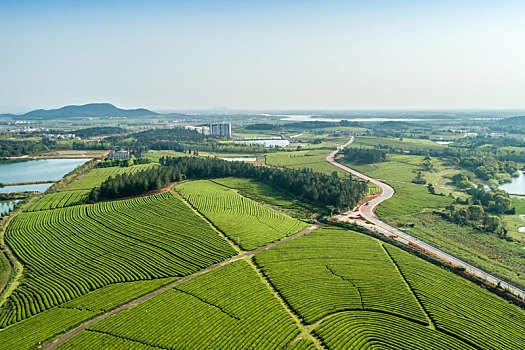 绿色的茶场,南昌凤凰沟