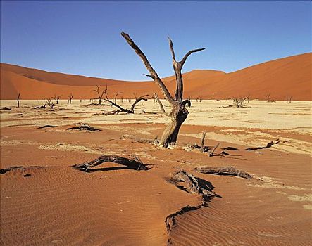 枯木,荒芜,索苏维来地区,纳米比亚,非洲