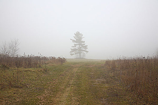 树,雾,城镇,安大略省,加拿大