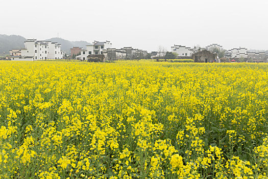 婺源油菜花