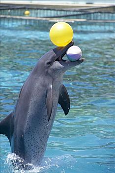 淡水海豚观赏鱼会玩球图片