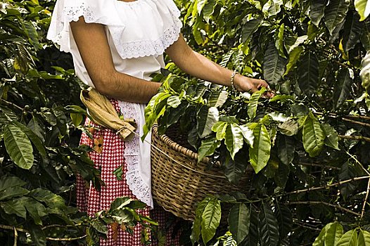 女人,工作,咖啡,种植园,圣荷塞,哥斯达黎加
