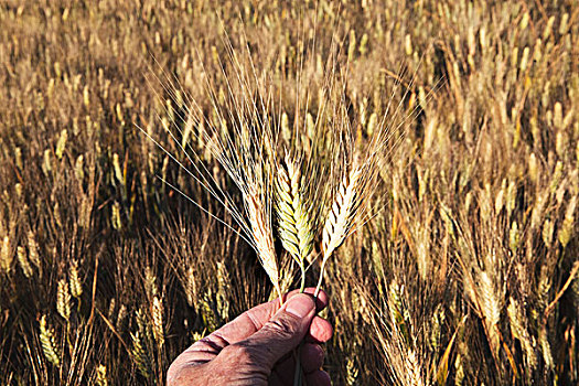 握着,成熟,小麦,土地