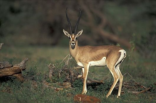 瞪羚,成年,雄性,桑布鲁野生动物保护区,肯尼亚,非洲
