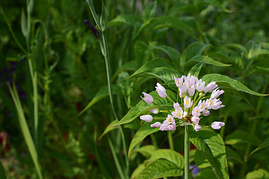 芽,白色,葱属植物,花