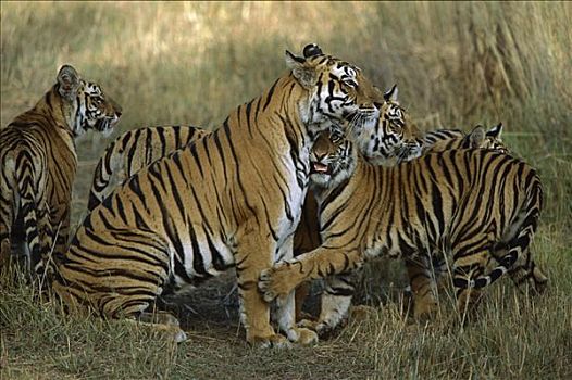 孟加拉虎,虎,母兽,四个,幼兽,班德哈维夫国家公园,印度