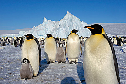 南极,威德尔海,雪丘岛,帝企鹅,生物群,成年,前景