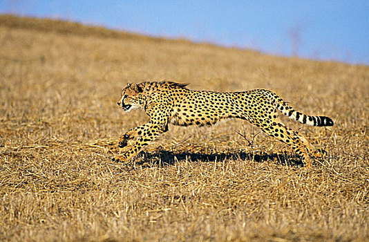 印度豹,猎豹,成年,干燥,草,肯尼亚