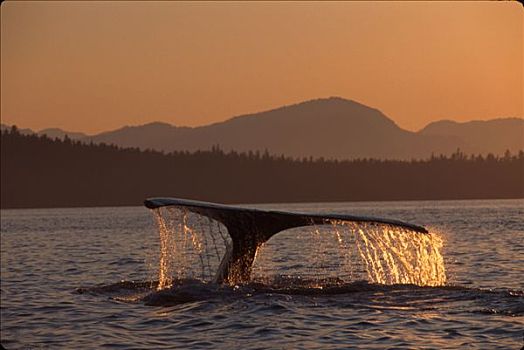 驼背鲸,尾部,日落,弗雷德里克湾,夏天