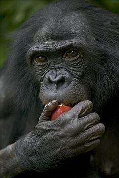 倭黑猩猩,雌性,孤儿,进食,黑猩猩,刚果