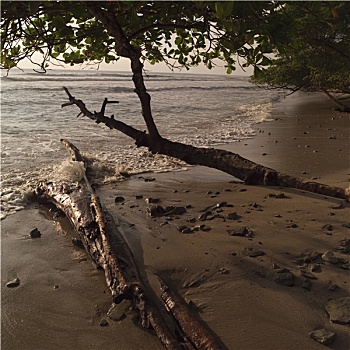 树,海岸,哥斯达黎加