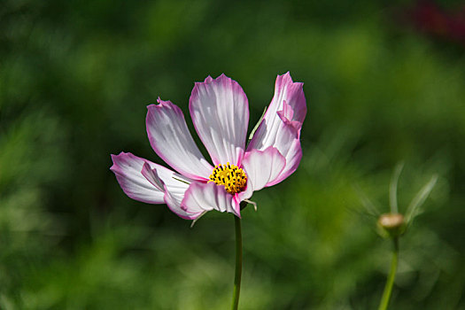 高原格桑花