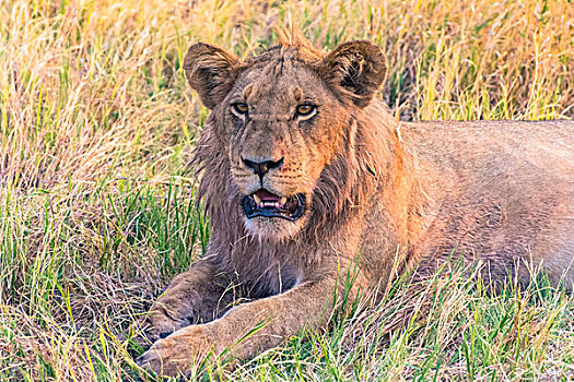 博茨瓦纳,乔贝国家公园,萨维提,幼兽,雄性,狮子,休息