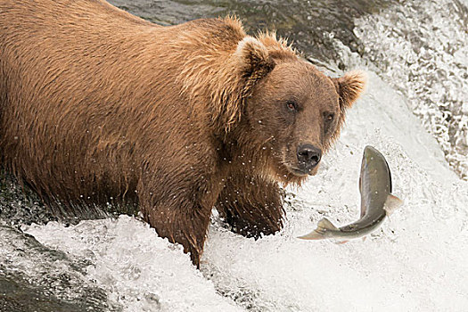 熊,抓住,三文鱼,瀑布