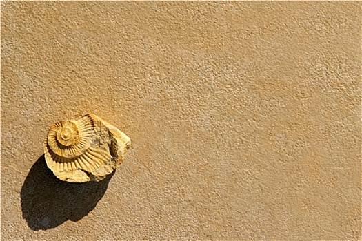 海贝,化石