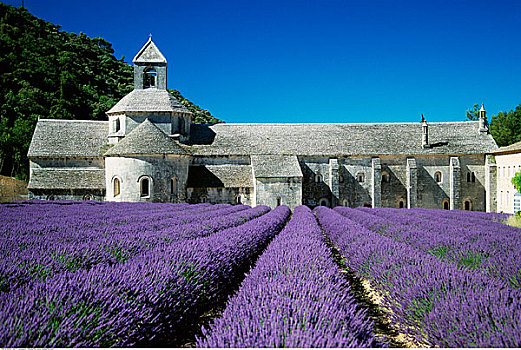 教堂,塞农克,薰衣草种植区,普罗旺斯,法国