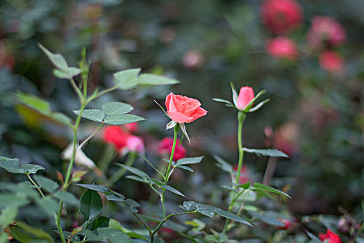 自然花卉玫瑰花
