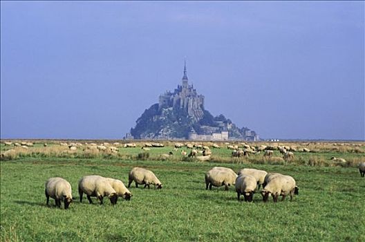 法国,下诺曼底,圣米歇尔山,绵羊,绿色植物