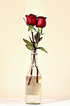 玻璃瓶中的玫瑰花