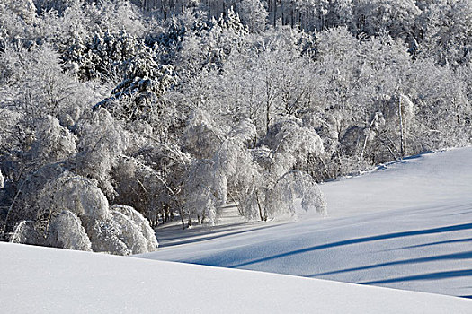 土地,树,积雪