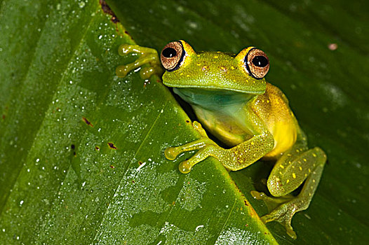 树蛙,河,国家公园,亚马逊河,厄瓜多尔