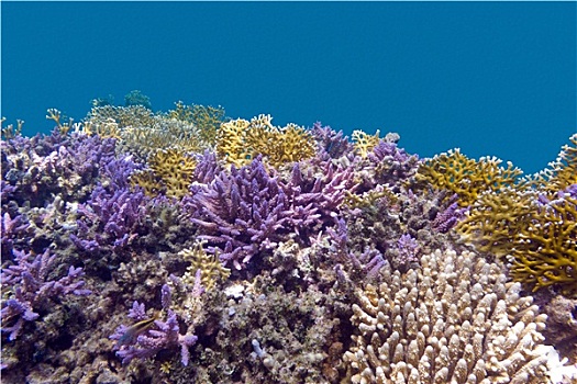 珊瑚,仰视,热带,海洋,紫色,桌面珊瑚,蓝色背景,背景