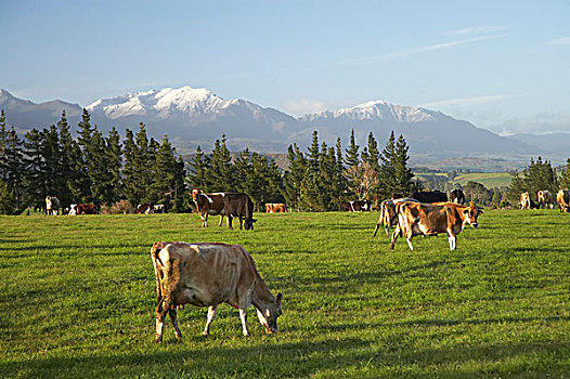 母牛,山谷,金色,纳尔逊,区域,南岛,新西兰
