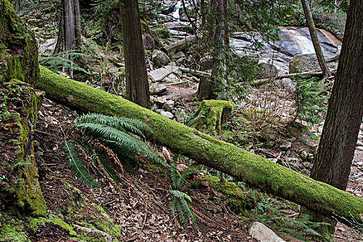 苔藓,遮盖,树,树林,秋天,省立公园,惠斯勒,不列颠哥伦比亚省,加拿大