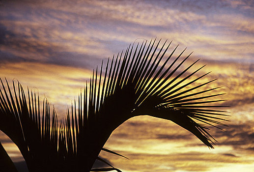复活节岛,智利,棕榈树,日落