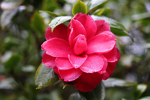 广西全州湘山寺,春风化雨润茶花