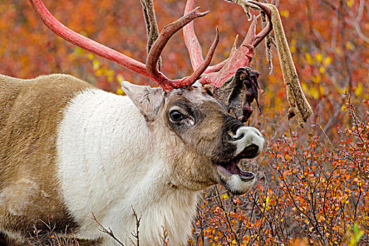 北美驯鹿,雄性动物,驯鹿属,吃,脱落,鹿角,天鹅绒,秋天,发情期,中心,加拿大西北地区