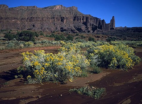 野花,荒芜,塔,城堡,山谷,犹他,美国