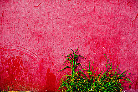 红墙,草