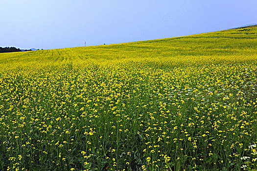 油菜花