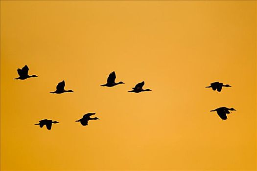 鸭子,飞行,黄昏,奥卡万戈三角洲,博茨瓦纳,非洲
