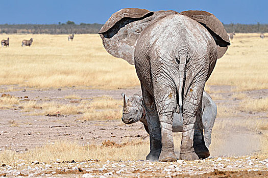 非洲象,成年,女性,面对,恐惧,雄性,黑犀牛,埃托沙国家公园,纳米比亚,非洲