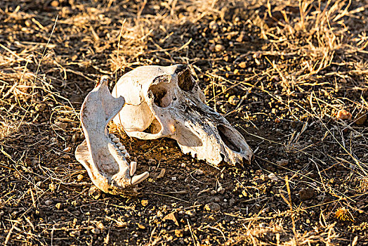 动物,头骨,骨骼,地上,马沙图禁猎区,博茨瓦纳,非洲