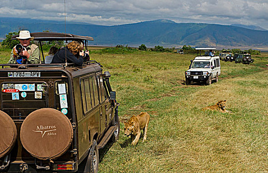 坦桑尼亚,恩戈罗恩戈罗,公园,狮子,休息,荫凉,旅游,拍照
